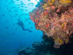 Milaidhoo Island Maldives Underwater Diving